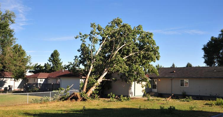 dead tree fell on neighbors property laws in pa